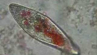 Paramecium eating pigmented yeast [upl. by Ahsitnauq]