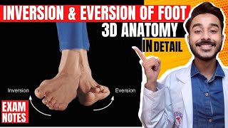 Inversion and eversion of foot anatomy  inversion of foot anatomy  inversion and eversion anatomy [upl. by Hannaoj725]