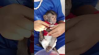 Tiny coco monkey is loving to eat grapes and love coco in animals one family shortsbabycoco [upl. by Seema32]