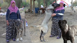 38 TANE KANGAL VE Ã‡OBAN KÃ–PEÄžÄ°NE BAKAN TEYZE  KURTLARIN ARASINDA Ã‡OBANSIZ KÃ–Y HAYATI Ã‡OBAN KÃ–PEÄžÄ° [upl. by Iosep]