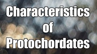 Characteristics of protochordates  protochordates [upl. by Esteban57]