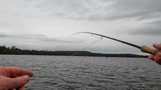 Several big brown trout landed whilst fly fishing Tasmanias Penstock Lagoon in late September [upl. by Woll785]