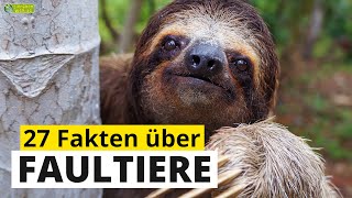 27 spannende SteckbriefFakten über Faultiere  DokuWissen über Tiere  für Kinder [upl. by Romeon]