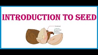 Introduction to Seed [upl. by Ahsienom610]