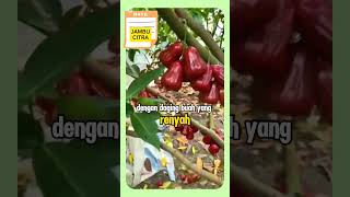 KHASIAT BUAH JAMBU CITRA manfaatbuah khasiatbuah manfaatheraherbal buah buahbuahan [upl. by Dulsea]