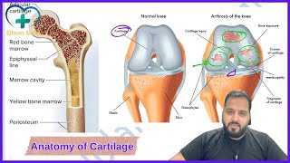 Anatomy of Cartilage  Aboo Med  Tikrit 2Y Lec1 [upl. by Willy]