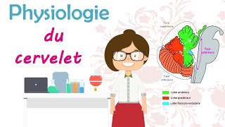 Physiologie du cervelet  cours de 2 ème année médecine [upl. by Dulcy]