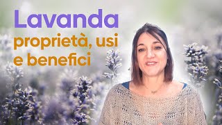 Lavanda proprietà usi e benefici [upl. by Shea354]