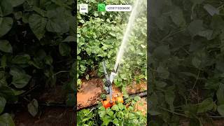 KILIMO Cha umwagiliaji MBOGAMBOGAyuzuak ATOM 22 Rain gun sprinkler irrigation tanzaniairrigation [upl. by Domph]