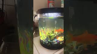 Mr Spots aka Pish Pish  Part 3 pets fish sweet cute [upl. by Cheke]