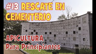 🐝 🐝 Rescate de abejas en un cementerio [upl. by Cornew]