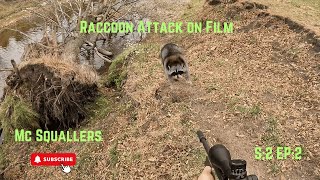 Raccoon Hunting S2 EP2 Aggressive Iowa COONS🦝🦝🦝wildlife deerhunting outdoors mcsquallers [upl. by Thayer]