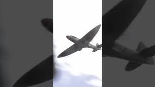 Beautiful Griffon Spitfire Engine Sound shorts shortsvideo aviation plane [upl. by Dora387]