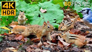 Cat TV for Cats to Watch 😺 Little Red Squirrel Chipmunks and Birds 🐿 8 Hours 4K HDR 60FPS [upl. by Itnahs234]