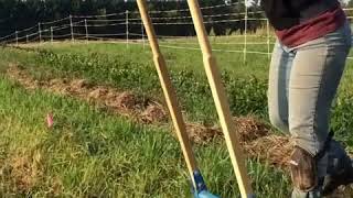 Clover Bee Acres Farm Best Broadfork Review American Made Treadlite Broadfork [upl. by Denis]