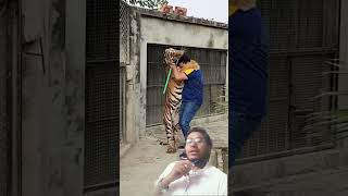 Sher bhi hug day manata hai 🤣shortsvideo bighugsher royalbengaltiger [upl. by Annayk184]