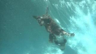 Lagotto Romagnolo Diving Underwater [upl. by Tuckie908]