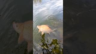 Golden crucian carp fishing nature fish [upl. by Edythe773]