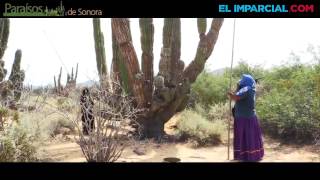 Recolectan mujeres seris el regalo del desierto [upl. by Jackquelin]