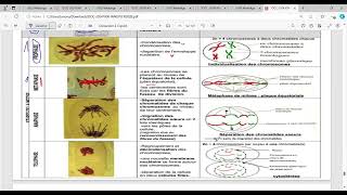 biologie cellulaire s1 BCG Partie métose [upl. by Htrowslle]