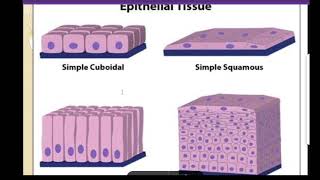 class 9 epithelial tissue [upl. by Solahcin]