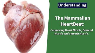 The Mammalian Heart Beat Comparing Heart Muscle Skeletal Muscle and Smooth Muscle Class 12Form 3 [upl. by Yralih528]