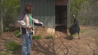 Why Cassowaries Are the Most Dangerous Bird on the Planet [upl. by Nodaj]