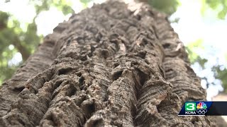 UC Davis pops the cork on decades old trees [upl. by Enaitsirk132]