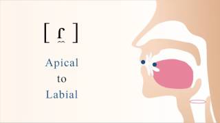 ɾ̼  voiced apical labial tap [upl. by Linis778]