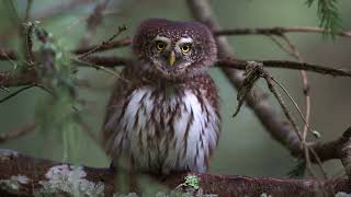 Eurasian pygmy owl Glaucidium passerinum [upl. by Raphaela]