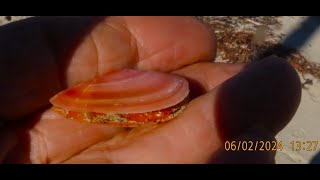 Donax trunculus Coquina clam by Theo [upl. by Faxen]