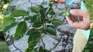 Common persimmon Diospyros virginiana  Plant Identification [upl. by Magee]