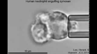 Phagocytosis of a zymosan particle by a human neutrophil [upl. by Tdnerb555]