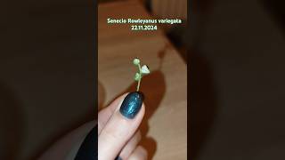 Senecio rowleyanus variegata мій досвід вирощювання senecio garden plants suculentas [upl. by Eletnahs]