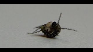 Butterfly egg hatching time lapse [upl. by Leverett441]