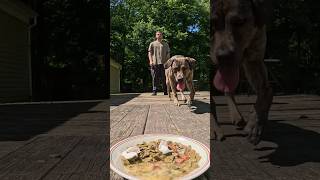 Dog Training Recall vs Food [upl. by Etnoj]