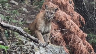 What to Do if Youre Ever Followed By a Mountain Lion [upl. by Felisha]