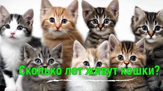 Сколько лет живут кошки Сколько лет кошкам по человеческому возрасту [upl. by Drabeck]