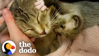 Kitten Left Without a Home is Adopted by One Special Momma  The Dodo Little But Fierce [upl. by Garceau]