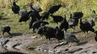 Vultures’ Digestive Secrets Revealed In The Nature Communications Journal [upl. by Bihas835]