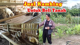 Peternak Kambing Juga Bisa Kaya [upl. by Airetas]