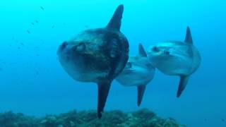 Diving with Mola Mola [upl. by Nabetse]