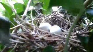 Nid de Tourterelle Turque Eurasian collared dove [upl. by Ylekalb992]