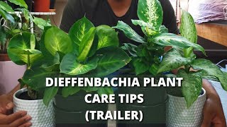 Dieffenbachia Plant Easiest Care Tips and Tricks  Trailer  shorts [upl. by Ekud]