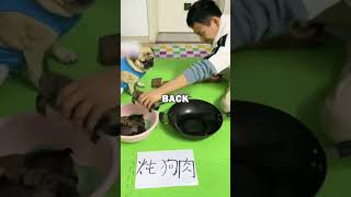 PUG PLAYS ROCK PAPER SCISSORS pugs pug dogs animalstories funny cute [upl. by Keifer]