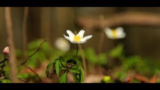 Beautiful Spring Canon 5D Mark III  Short Film [upl. by Llerraj]