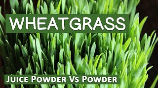 Wheatgrass Powder Vs Wheatgrass Juice Powder Explained [upl. by Barbuto]