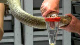 King Cobra Venom Extraction [upl. by Piggy]