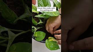 Tips to Make Your Pothos Bushier Than Everiamthegardener pothosplant pothospropagation [upl. by Demp]