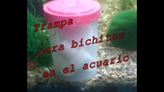 Trampa para bichitos en el acuario [upl. by Jorey]